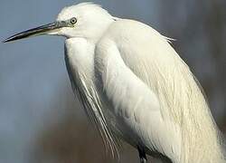 Aigrette garzette