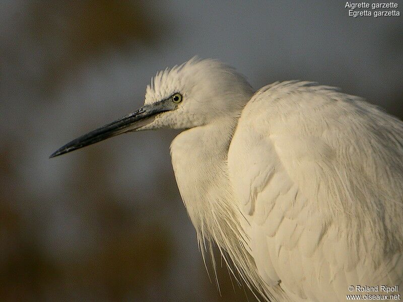 Little Egretadult post breeding