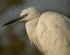 Little Egret