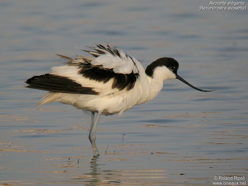 Pied Avocetadult breeding