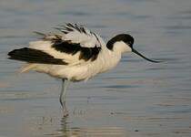 Avocette élégante