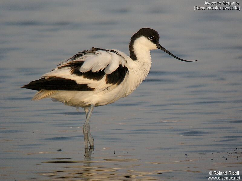 Avocette éléganteadulte nuptial