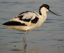 Avocette élégante