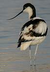 Avocette élégante