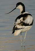 Pied Avocet