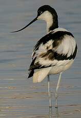 Avocette élégante