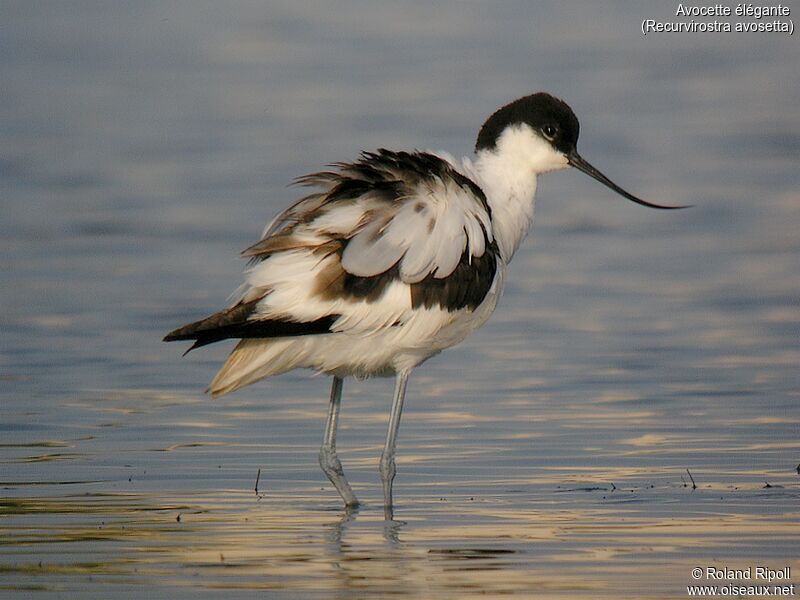 Avocette éléganteadulte nuptial