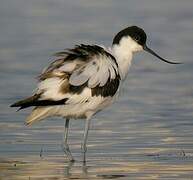 Avocette élégante