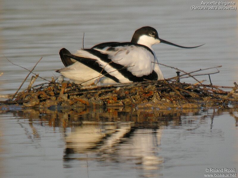 Avocette éléganteadulte internuptial