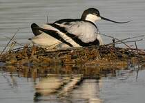 Avocette élégante