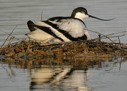 Pied Avocet