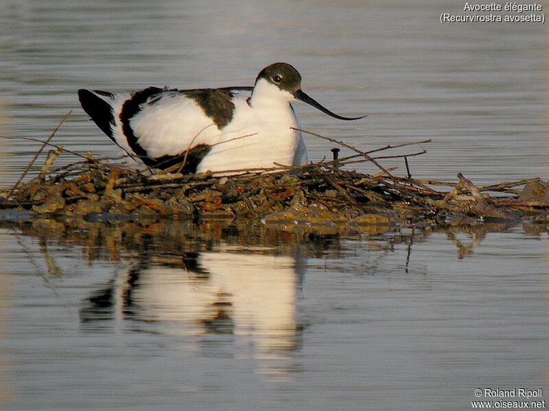 Avocette éléganteadulte nuptial, Nidification