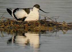 Avocette élégante