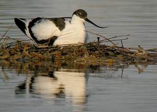 Avocette élégante