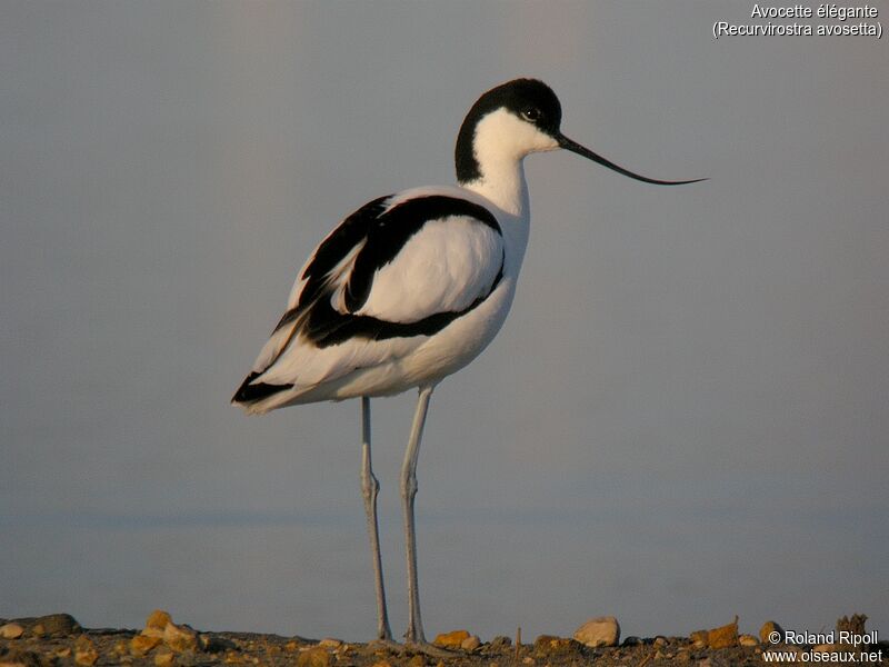 Pied Avocetadult breeding