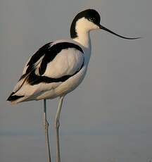 Avocette élégante