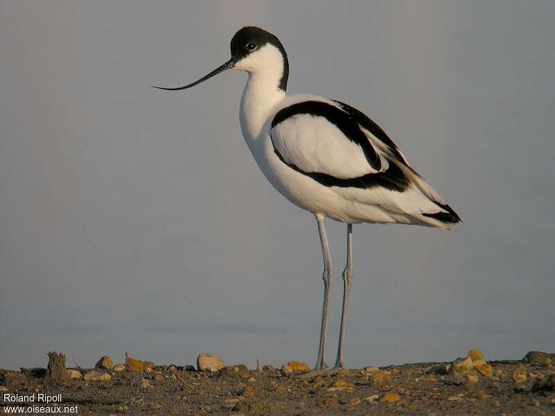 Avocette éléganteadulte nuptial