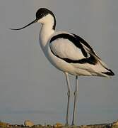 Avocette élégante