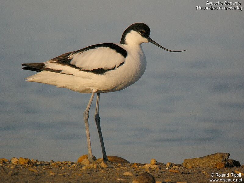 Pied Avocet