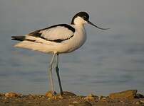 Avocette élégante