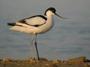 Avocette élégante