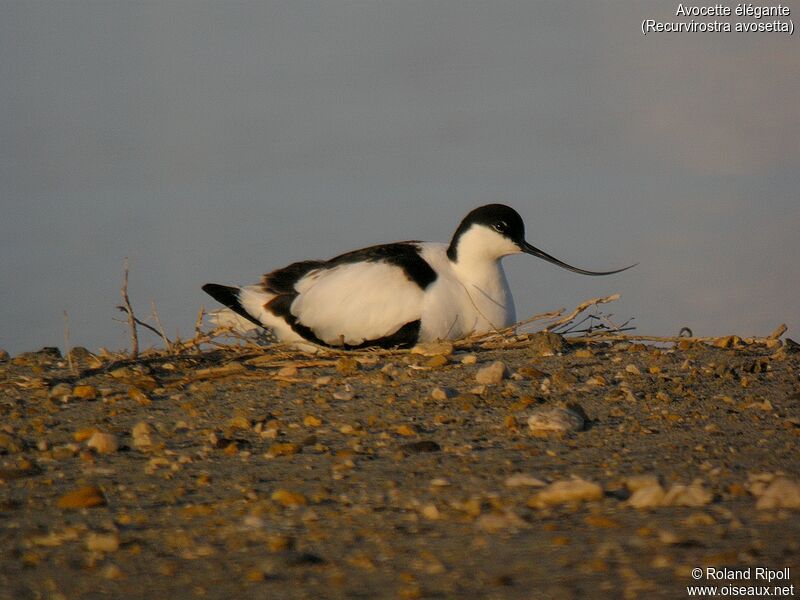 Pied Avocetadult breeding