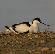 Avocette élégante