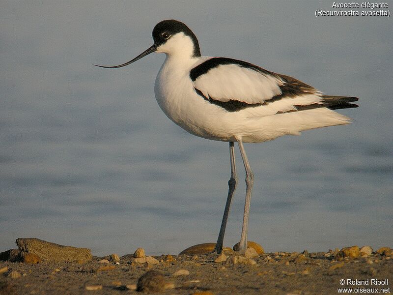 Pied Avocetadult breeding