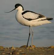 Avocette élégante