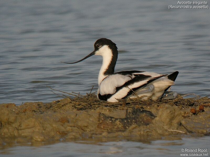 Avocette éléganteadulte nuptial, Nidification