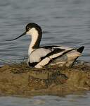 Avocette élégante