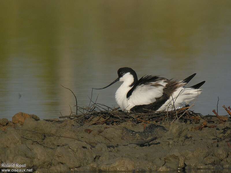 Avocette élégante femelle adulte nuptial, Nidification