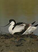 Avocette élégante