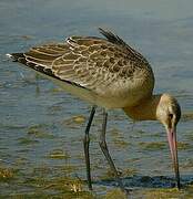 Black-tailed Godwit