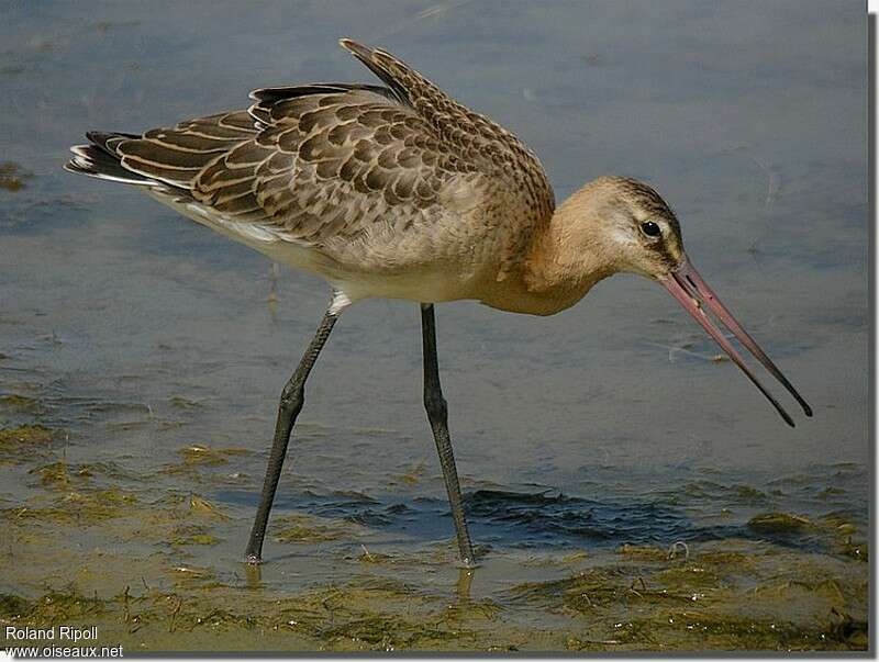 Black-tailed Godwitjuvenile, identification