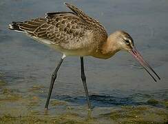 Black-tailed Godwit