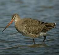 Black-tailed Godwit