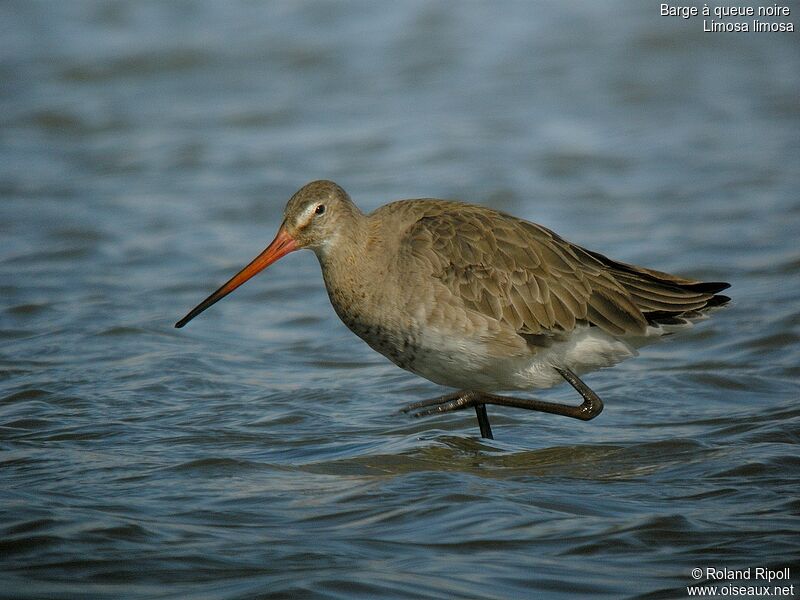 Black-tailed Godwit female adult