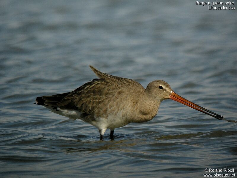 Black-tailed Godwit female adult