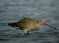 Black-tailed Godwit