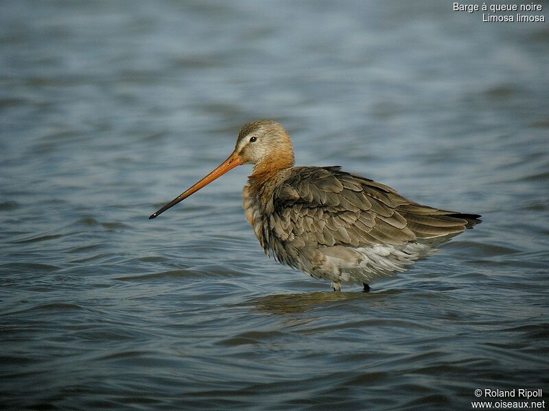 Black-tailed Godwit male adult