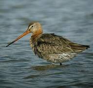 Black-tailed Godwit