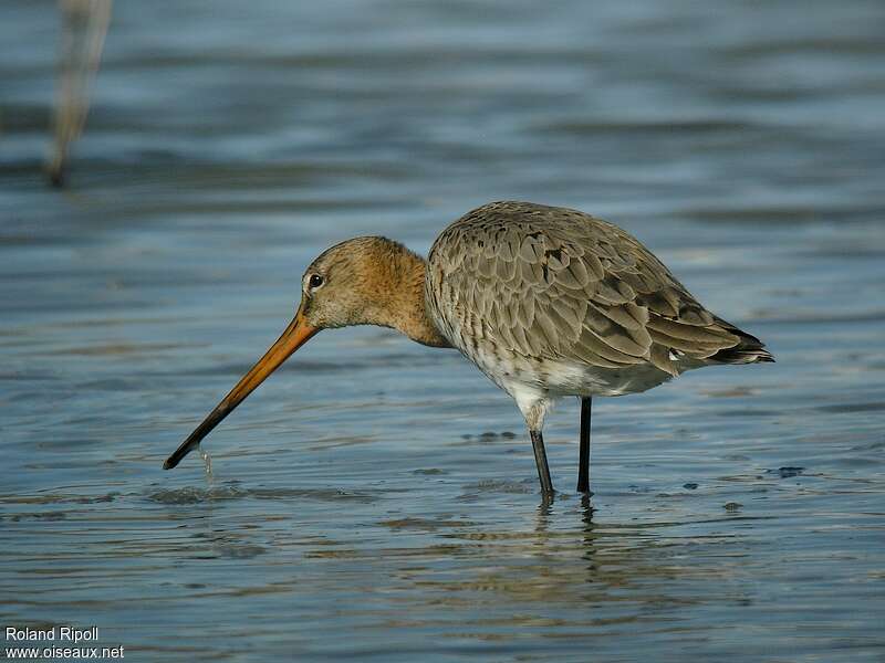 Black-tailed Godwitadult transition, fishing/hunting