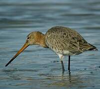 Black-tailed Godwit