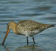 Black-tailed Godwit