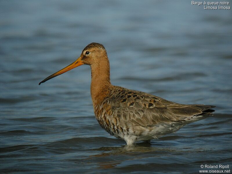 Black-tailed Godwit male