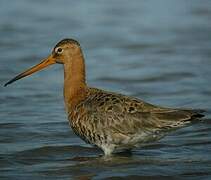 Black-tailed Godwit