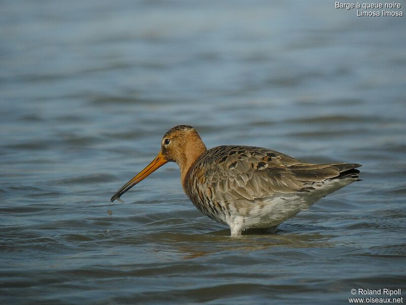 Black-tailed Godwitadult breeding