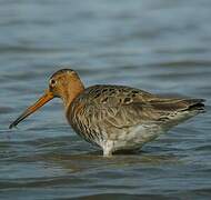 Black-tailed Godwit