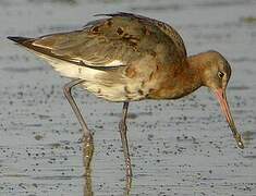 Black-tailed Godwit